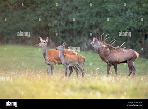 Red Deer Cervus Elaphus Herd In Rutting Season With Stag Bellowing