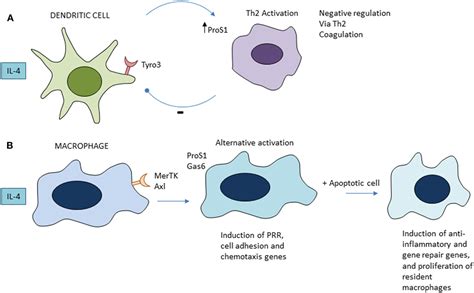 Frontiers Macrophage Clearance Of Apoptotic Cells A Critical Assessment