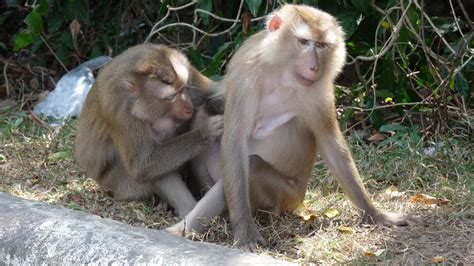 Northern Pig-tailed Macaque | MarkEisingBirding