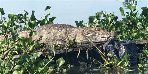 Jacarepaguá E Perigoso - Poluição e esgoto ameça extinção dos jacarés da lagoa de Jacarepaguá ...