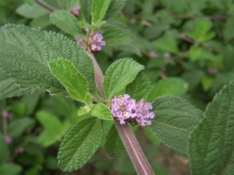 Plantas Que Afastam O Mosquito Da Dengue Aedes Aegypt Paisagismo