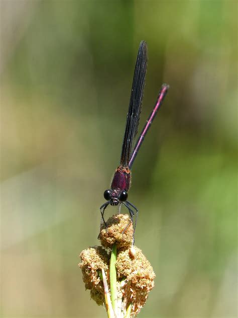 Libélula Negra Calopteryx Foto gratis en Pixabay Pixabay