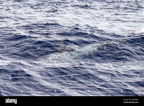 risso dolphin grampus  mediterranean ligurian sea stock photo alamy