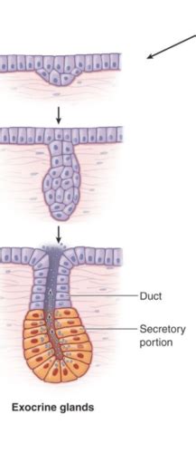 Glands Flashcards Quizlet