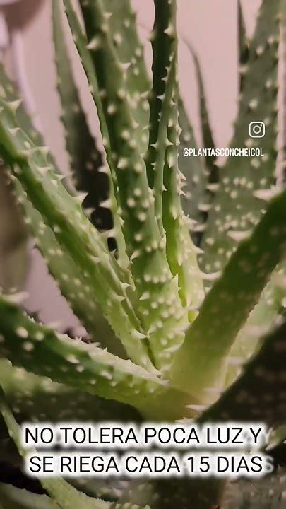 Jemen Aloe Indoorplants Plantlover Plants Plantas Youtube