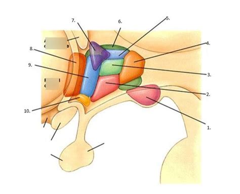 Hypothalamus Areas And Their Hormones Diagram Quizlet