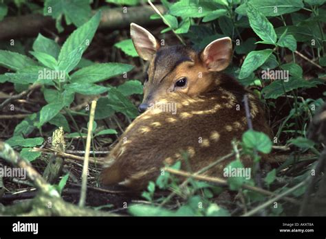 Baby muntjac deer hi-res stock photography and images - Alamy