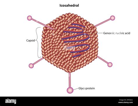 Icosahedral Virus Diagram Hi Res Stock Photography And Images Alamy