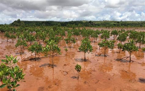 The Biggest Reforestation Project Currently Underway