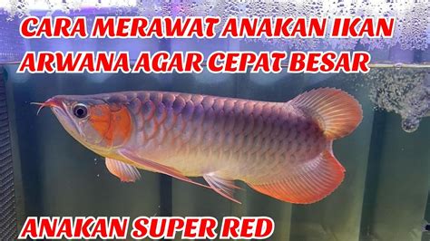 Cara Merawat Anakan Ikan Arwana Agar Cepat Besar Anakan Arwana Super