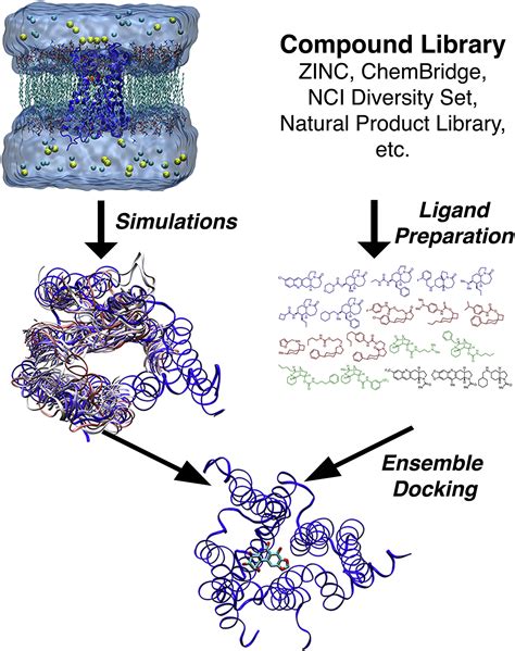 Ensemble Docking In Drug Discovery Biophysical Journal