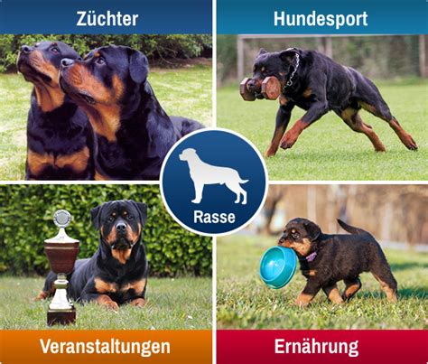 77+ German Rottweiler Names - l2sanpiero