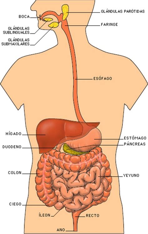 El Aparato Digestivo Buena Salud