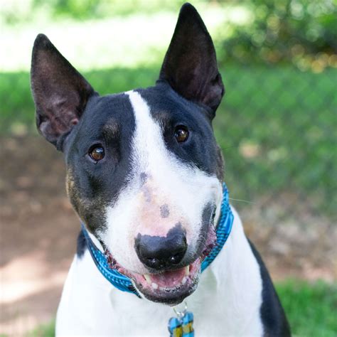 Bull Terrier Complete Breed Guide Pet Better With Pet Circle