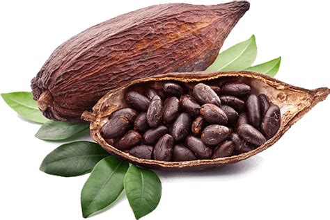 redőny Tájkép Örüljetek proceso del cacao artesanal Temető ingerültség