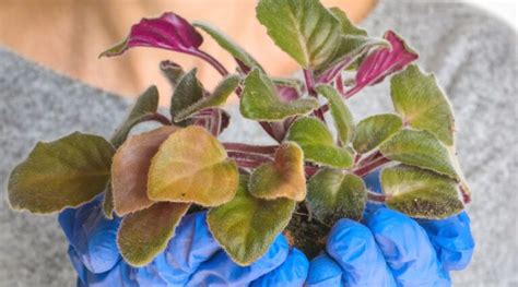 11 Common Pests And Diseases That Love African Violets