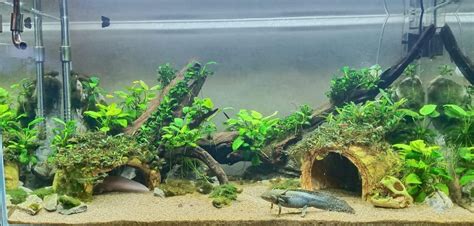 Pin By Lindsay Tubbs Langs On Guppies Guppy Aquarium