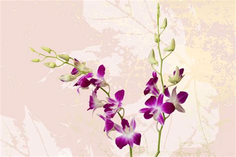 The proper growth and care of the Dendrobium Orchids