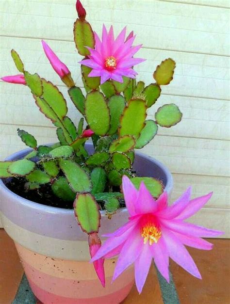 How To Take Care Of Zygocactus Artofit