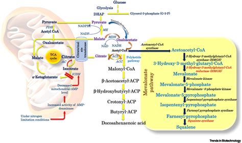 Microbial Genetic Engineering Approach To Replace Shark Livering For