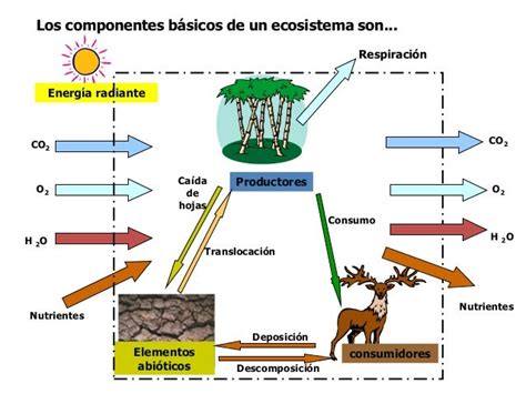 Biologia Ecosistemas Componentes E Intercambios De Materia Y Energia Compartir Materiales