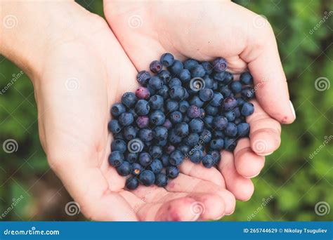 Harvested Berries Process Of Collecting Harvesting And Picking