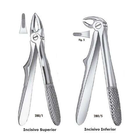 F Rceps Klein Ni O Incisivos Superiores O Inferiores De Carl Martin