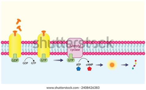 Nonsteroid Hormones Mechanism Action Hormone First Stock Vector