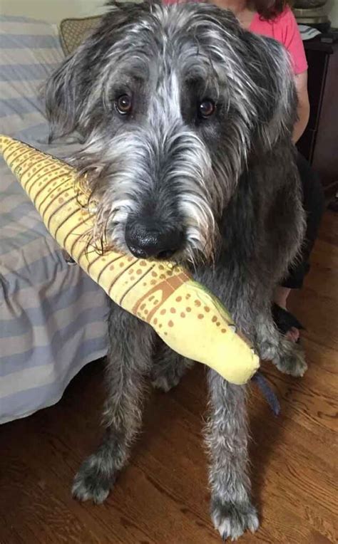 Cette fille ne peut pas arrêter de pleurer quand elle voit le chien qu