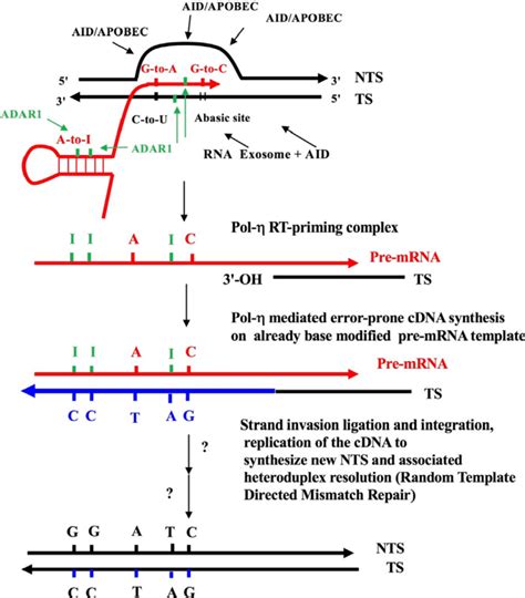 The Key Features Of The Reverse Transcriptase Mechanism Of Somatic