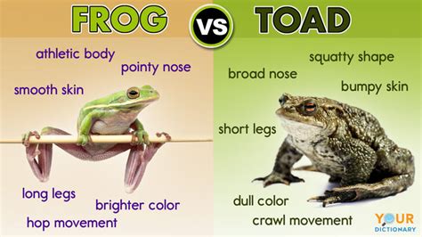 10 Differences Between A Frog And A Toad YourDictionary