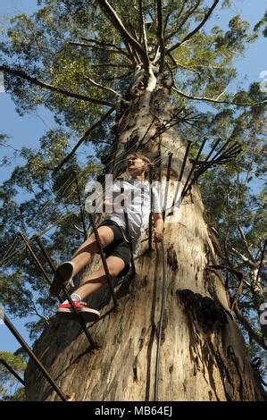 Teenager Climbing The Metre Tall Gloucester Tree Pemberton Western