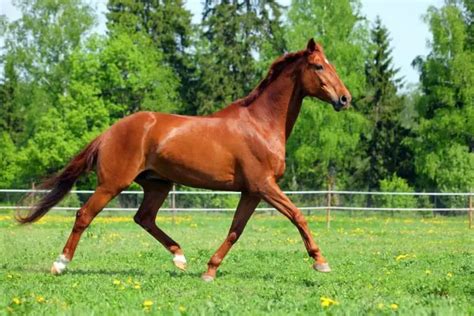 The Sorrel Horse Color: Is It The Same As Chestnut?