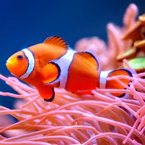 Orange Clownfish - Critter Republic Dive Center