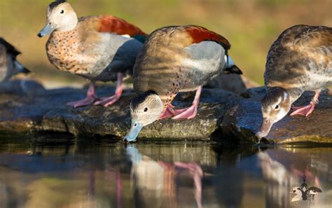 Ringed Teal — Blue Creek Aviaries