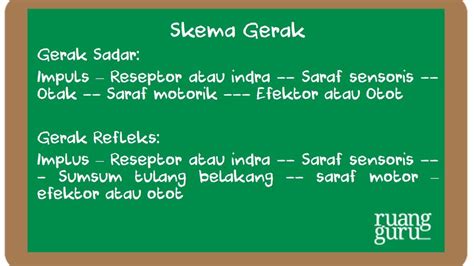 Mengenal Sistem Saraf Manusia Biologi Kelas 11