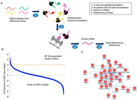 Viruses Free Full Text Identification Of Hiv Tat Associated