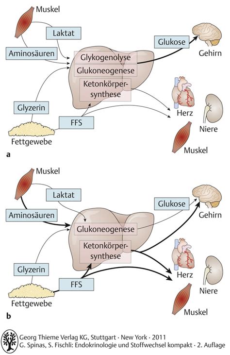 Physiologische Grundlagen Endokrinologie Und Stoffwechsel Polybook