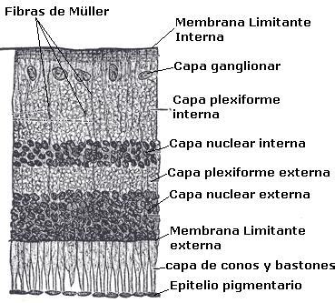 Fisiolog A De La Retina Anatom A De La Retina