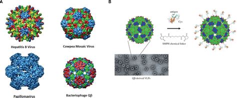 Schematic Diagram Of Design Of The Dendrimer Encased AuNP From Shi Et