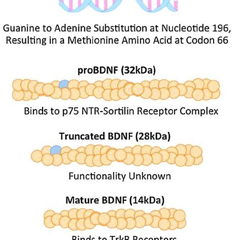 The Various Bdnf Proteins With The Approximate Location Of The