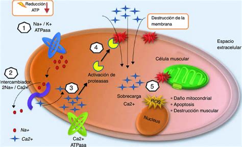 Mecanismo De Lesión Celular En Rabdomiólisis 1 Disminución De Atp Por Download Scientific