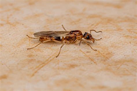 Adult Male Winged Ant Stock Image Image Of Animal Arthropod 258933509