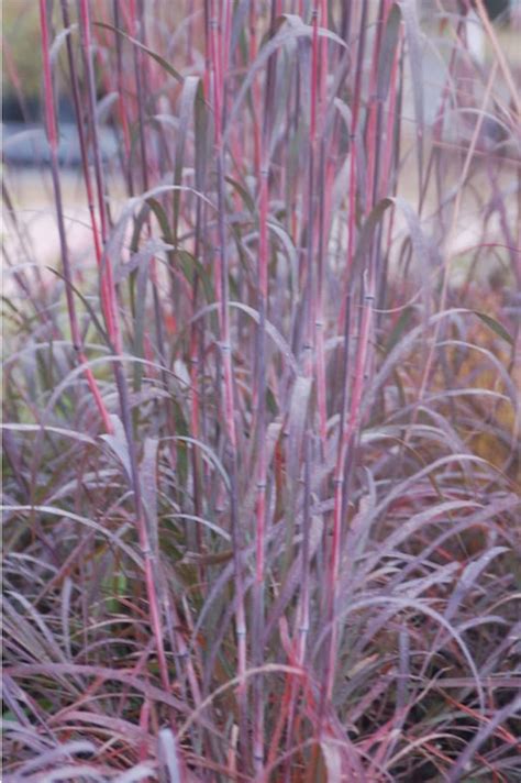 Holy Smoke Grass Andropogon Gerardii Perennial Ornamental 1 Live Plant