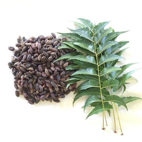 Neem Tree Seeds Azadirachta Indica Seed Neem Seed Azadirachta Indica