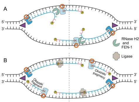 Chapter Dna Replication In Fundamentals Of Cell Biology On Openalg