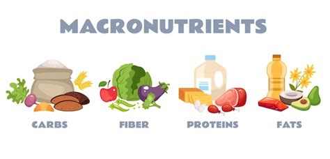 Alimentos Proteína Carbohidrato Fibra Nutrición Macronutriente Concepto Diseño Gráfico