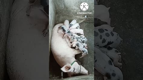 Maganang Pagdede Ng Mga Biik Sa Inahing Baboy Masustansyang Gatas Para