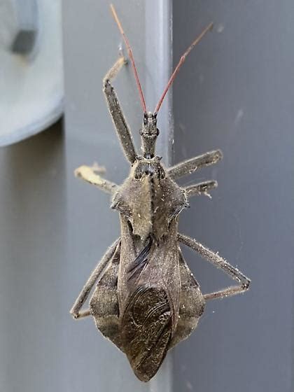 Assassin Bug Arilus Cristatus Bugguide Net