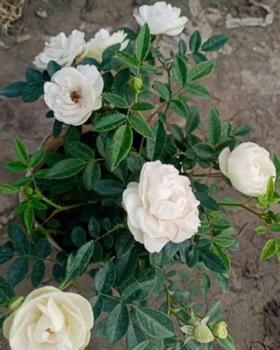 Full Sun Exposure Rosa X Alba White Rose Flower Plant For Garden At Rs